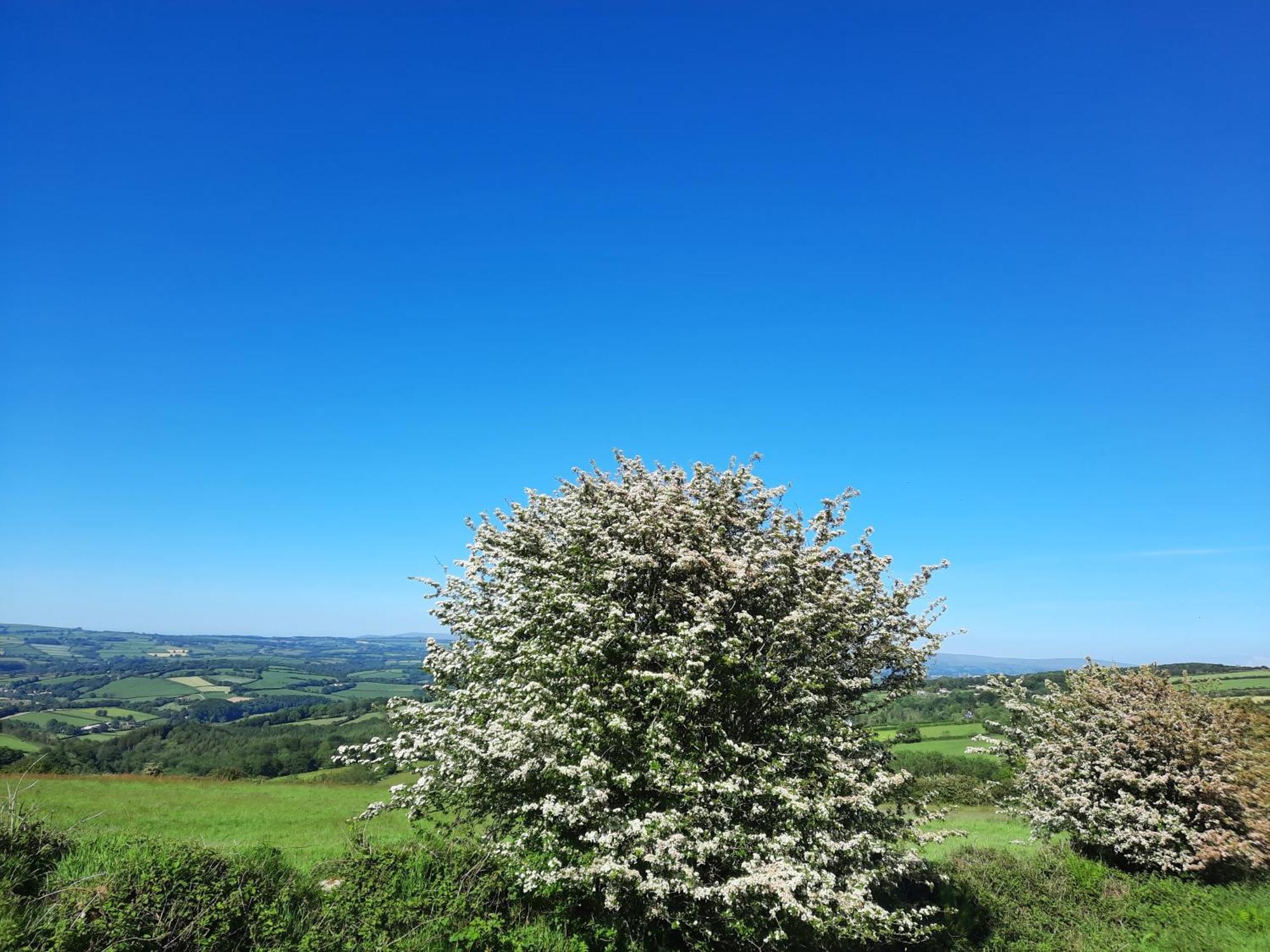 Summit Camping Kit Hill Cornwall Panoramic Views Grass Pitch From 15Pn Or Bella Bell Tent 75Pn Callington Room photo