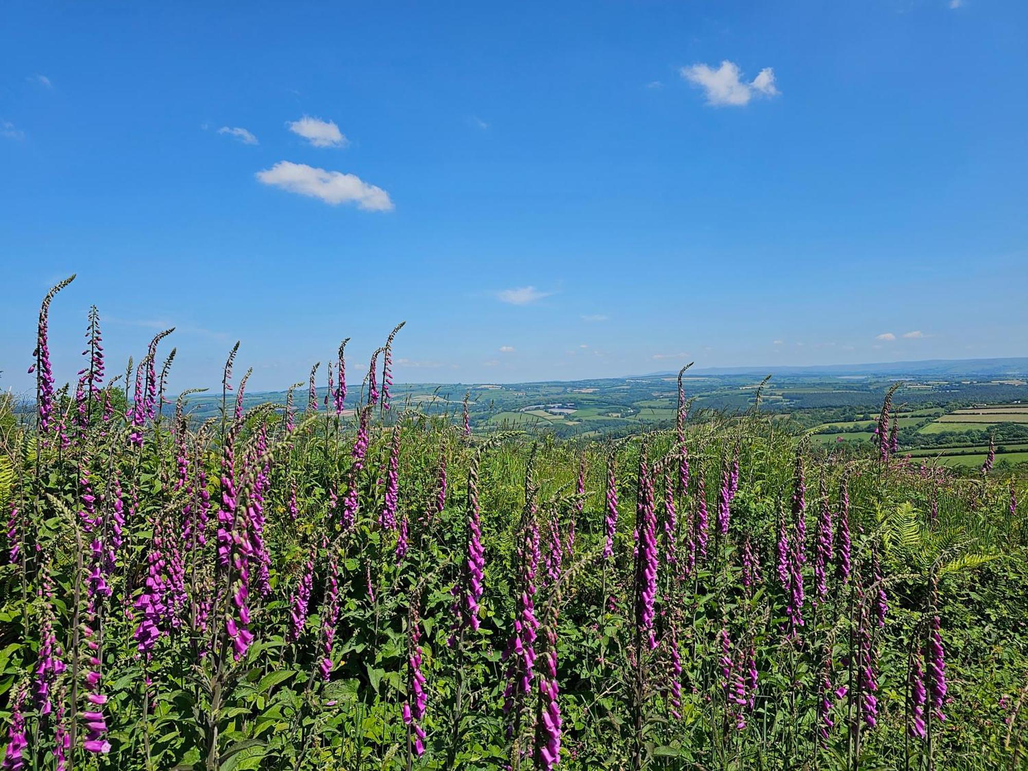 Summit Camping Kit Hill Cornwall Panoramic Views Grass Pitch From 15Pn Or Bella Bell Tent 75Pn Callington Exterior photo
